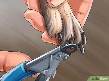 Image titled Find and Care for a Australian Shepherd Step 8