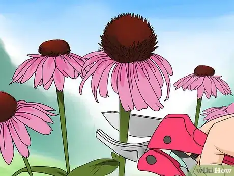 Image titled Prune Coneflowers Step 9