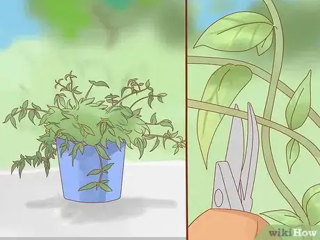 Image titled Prune Jasmine Step 11