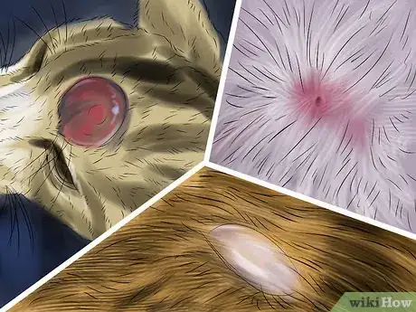 Image titled Treat Skin Inflammation in Cats Step 10