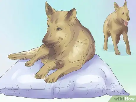 Image titled Remove Ear Mites from a Dog Step 5