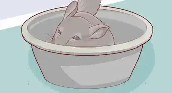 Give a Chinchilla a Dust Bath
