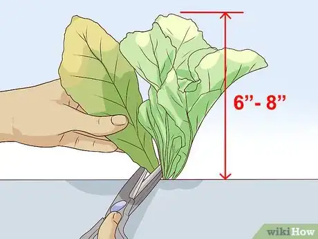 Image titled Grow Mustard Greens Step 9