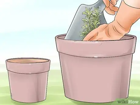 Image titled Divide a Lavender Plant Step 14