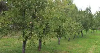 Buy Fruit Trees