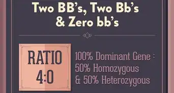 Use a Punnett Square to Do a Monohybrid Cross