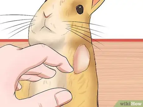 Image titled Diagnose Snuffles (Pasteurella) in Rabbits Step 5