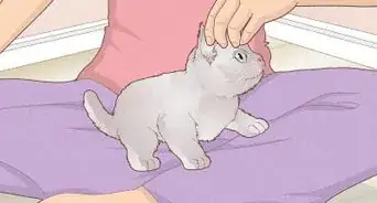 Bond With Your Kitten