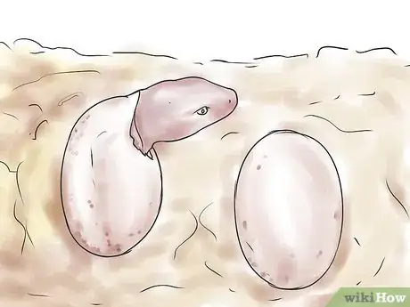 Image titled Breed Leopard Geckos Step 11