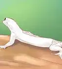 Care for a House Gecko