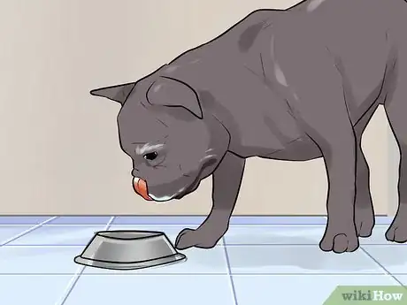 Image titled Rule Out Medical Causes of Bad Behavior in Aging Dogs Step 4