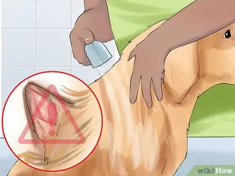 Image titled Groom a Hyper Dog Step 12