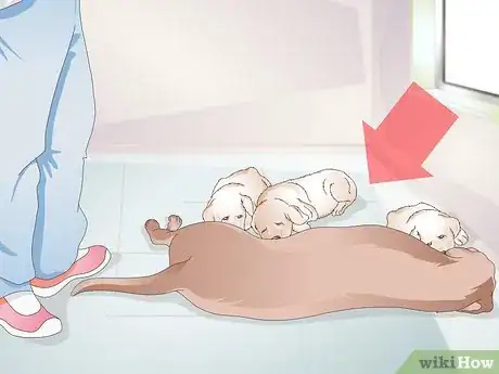Image titled Get a Litter of Puppies to Sleep Step 1