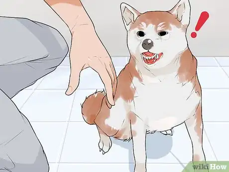 Image titled Rule Out Medical Causes of Bad Behavior in Aging Dogs Step 1