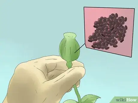 Image titled Grow Poppies Step 15
