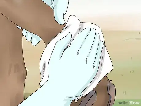 Image titled Treat Grease Heel in Horses Step 3