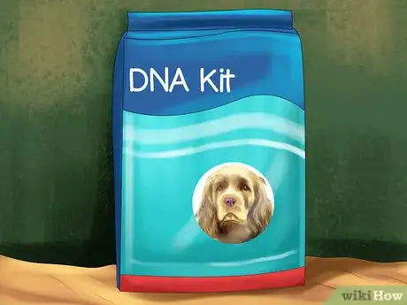 Image titled Identify a Sussex Spaniel Step 13