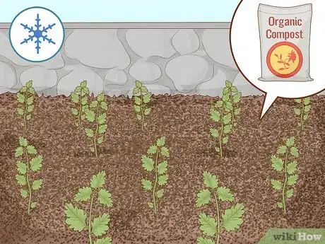 Image titled Grow Feverfew Step 11