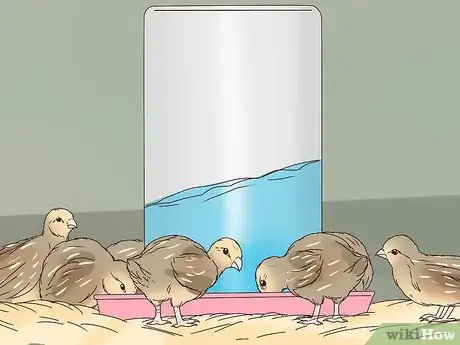 Image titled Raise Quail for Eggs Step 17