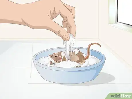 Image titled Groom a Gerbil Step 2