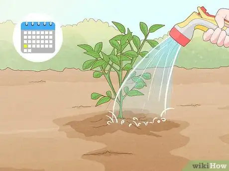 Image titled Grow and Care for Peonies Step 16