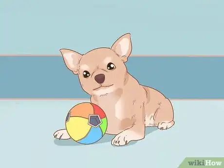 Image titled Prevent Your Chihuahua from Behaving Badly Step 13