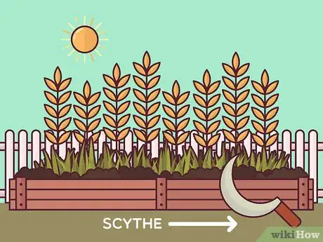 Image titled Harvest Barley Step 2