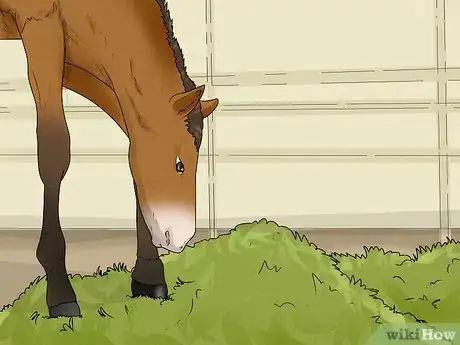 Image titled Prevent OCD in Horses Step 5