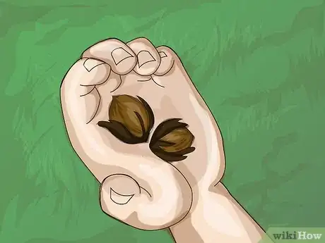 Image titled Harvest Pecans Step 6