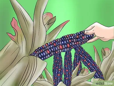 Image titled Grow and Harvest Glass Gem Corn Step 12