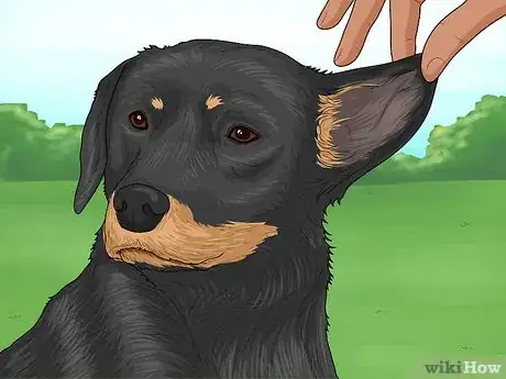 Image titled Identify a Smaland Hound Step 3