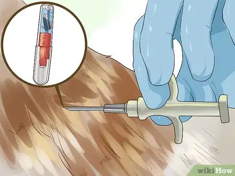 Image titled Include Your Dog in an Emergency Disaster Plan Step 2