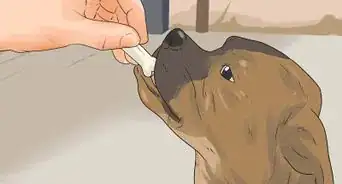 Introduce a New Puppy