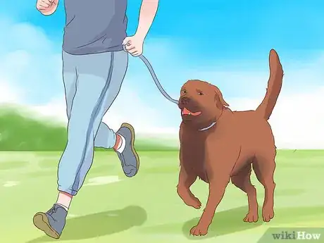 Image titled Exercise With Your Dog Step 8