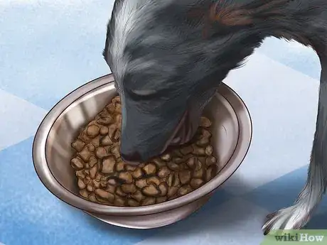 Image titled Care for a Greyhound Step 12
