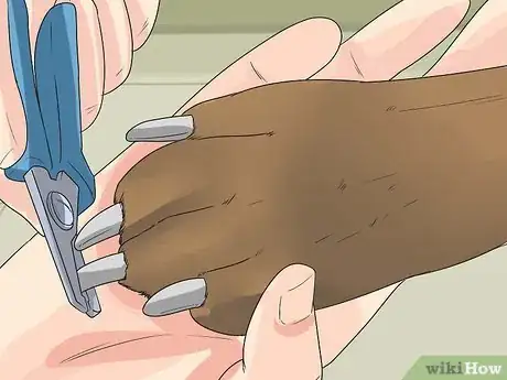 Image titled Care for German Shorthaired Pointers Step 9