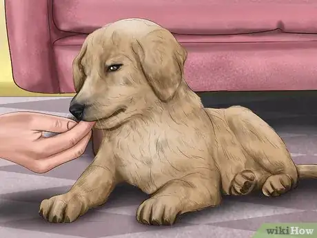 Image titled Introduce a New Puppy to the Resident Cat Step 9