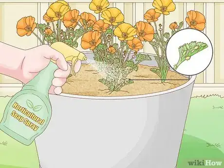 Image titled Grow California Poppies Step 8