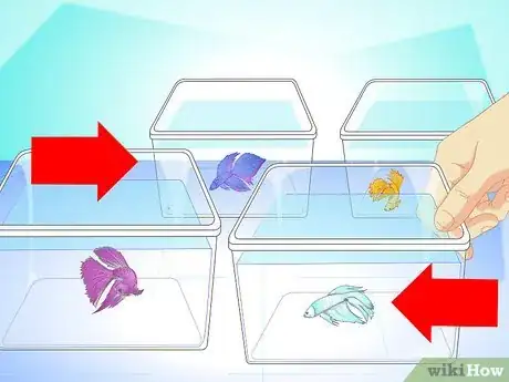 Image titled Breed Wild Bettas Step 4
