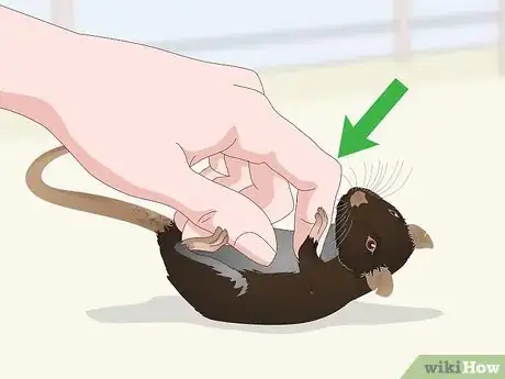Image titled Safely Let a Mouse Out of Its Cage Step 12