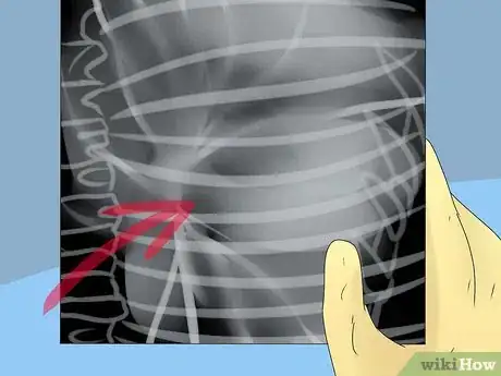 Image titled Diagnose a Cat Cough Step 10