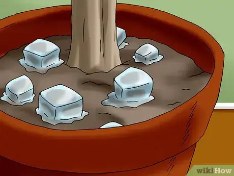 Image titled Plant a Living Christmas Tree Step 4