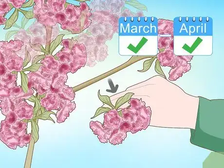 Image titled Stop a Cherry Tree from Bearing Fruit Step 4