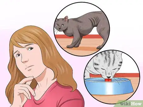 Image titled Diagnose High Thyroid Levels in a Cat Step 7