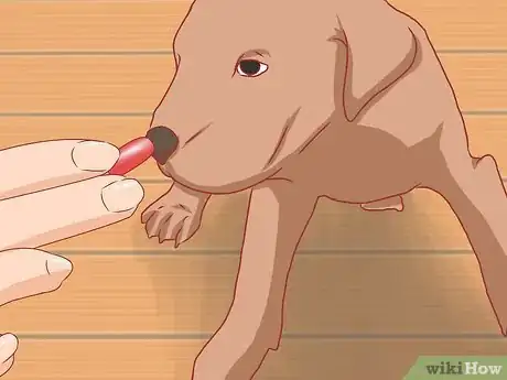 Image titled Care for Great Danes Step 14