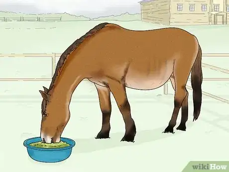 Image titled Prevent OCD in Horses Step 1