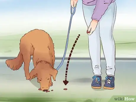 Image titled Exercise With Your Dog Step 4