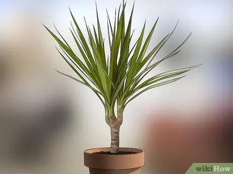 Image titled Choose Low‐Maintenance Houseplants Step 18