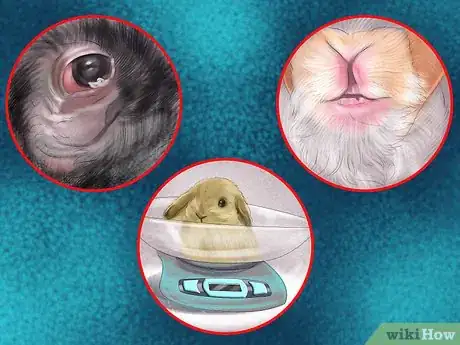 Image titled Prevent Dental Problems in Rabbits Step 8