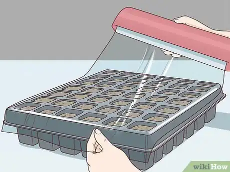 Image titled Plant Angel Trumpet Seeds Step 11